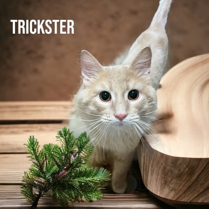 Trickster, an adoptable Domestic Medium Hair & Domestic Short Hair Mix in Cumberland, MD_image-1