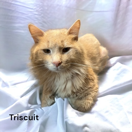 Triscuit 1