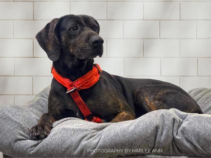 Baby Girl, an adoptable Hound, Mixed Breed in Cumberland, MD, 21502 | Photo Image 1