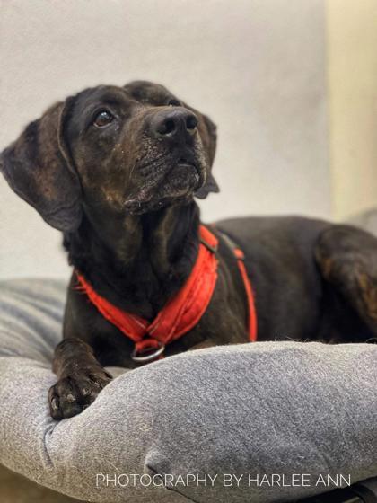 Baby Girl, an adoptable Hound, Mixed Breed in Cumberland, MD, 21502 | Photo Image 2