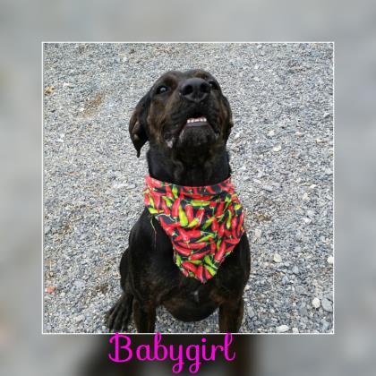 Baby Girl, an adoptable Hound, Mixed Breed in Cumberland, MD, 21502 | Photo Image 3