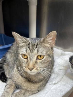 Rainey, Adult Female unknown