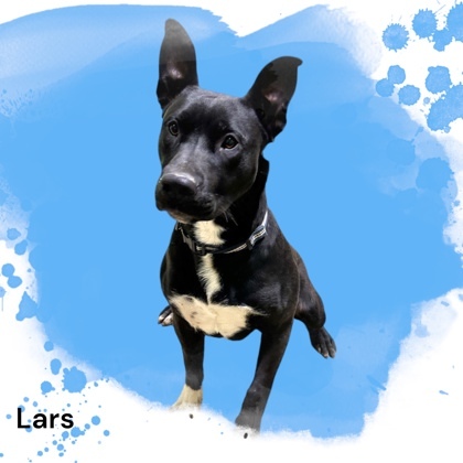 Lars, an adoptable Labrador Retriever Mix in Cumberland, MD_image-1