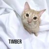 Timber
