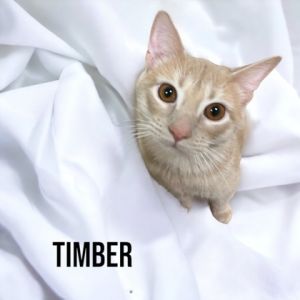 Timber