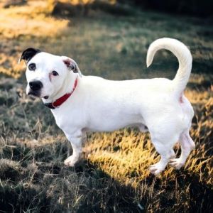 Petey