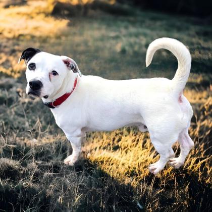 Petey
