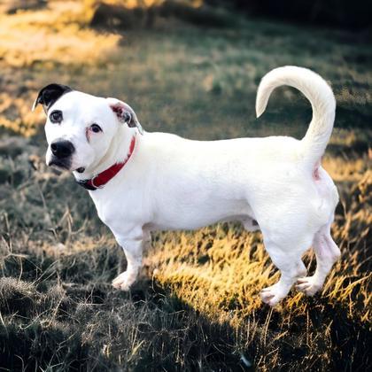 Petey, an adoptable Terrier, Mixed Breed in Cumberland, MD, 21502 | Photo Image 1