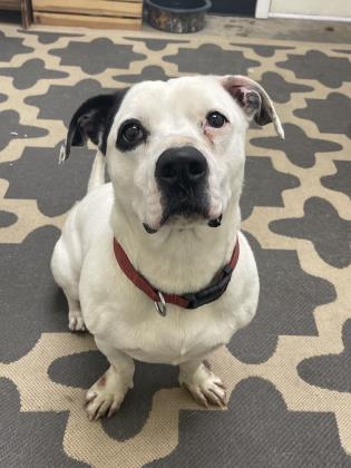 Petey, an adoptable Terrier, Mixed Breed in Cumberland, MD, 21502 | Photo Image 2