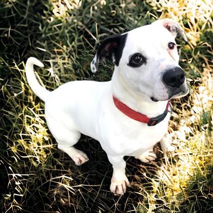 Petey, an adoptable Terrier, Mixed Breed in Cumberland, MD, 21502 | Photo Image 3