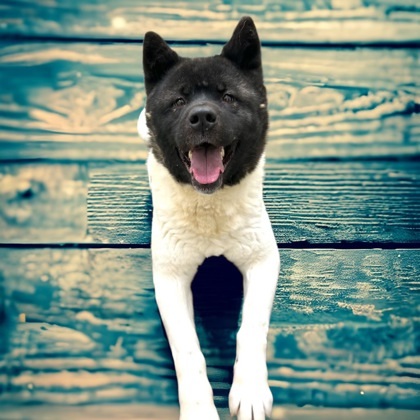 Sansa, an adoptable Akita, Mixed Breed in Cumberland, MD, 21502 | Photo Image 1