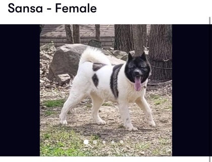 Sansa, an adoptable Akita, Mixed Breed in Cumberland, MD, 21502 | Photo Image 2