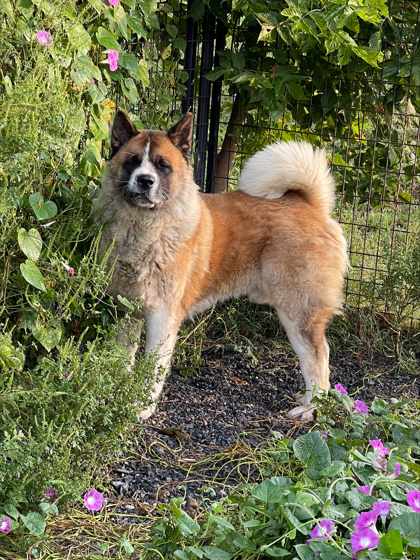 Connery, an adoptable Akita, Mixed Breed in Cumberland, MD, 21502 | Photo Image 2