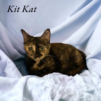 Kit-Kat, an adoptable Domestic Short Hair in Cumberland, MD_image-1