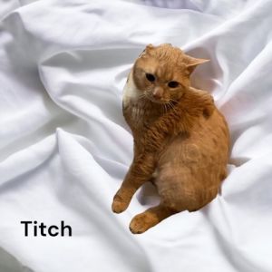 Titch