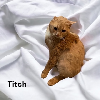 Titch 1