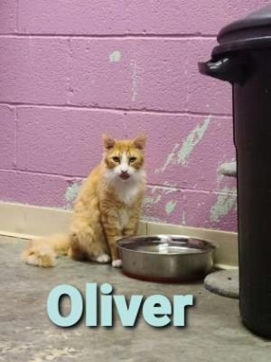 Oliver