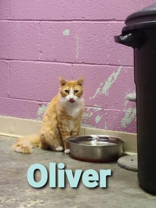 Oliver 1