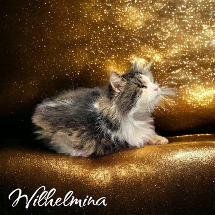 Wilhelmina 1