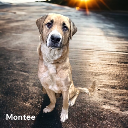 Montee, an adoptable Saint Bernard Mix in Cumberland, MD_image-1