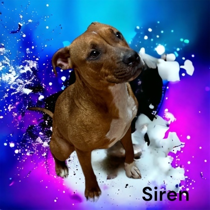 Siren, an adoptable Terrier Mix in Cumberland, MD_image-1