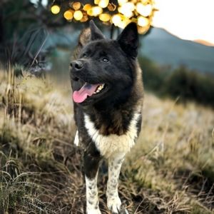Eva, Adult Female Akita