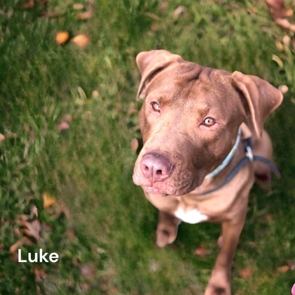 Luke, an adoptable Terrier Mix in Cumberland, MD_image-1