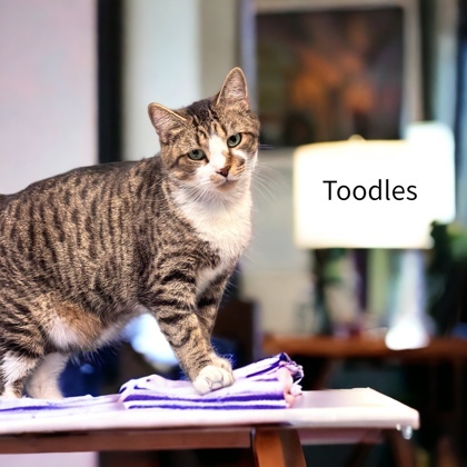 Toodles, an adoptable Domestic Short Hair in Cumberland, MD_image-1