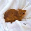 Troy
