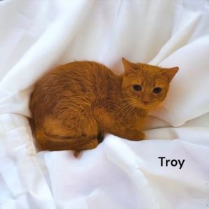 Troy