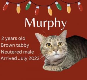 Murphy