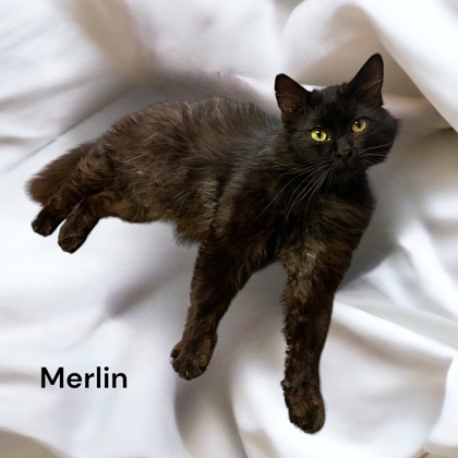 Merlin 1