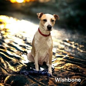 Wishbone