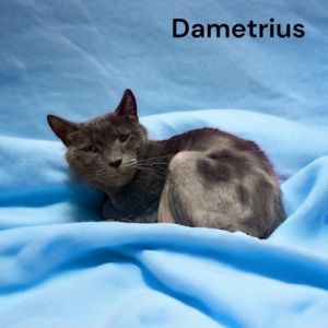 Dametrius