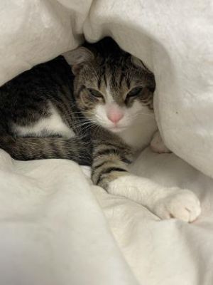 Mittens