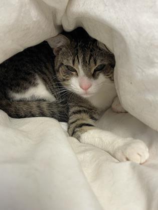 Mittens