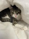 Mittens photo 1