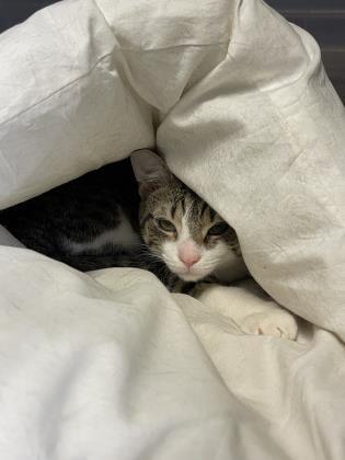Mittens 2