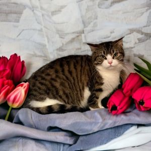 Kat