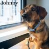Johnny