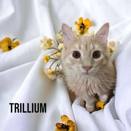 Trillium, an adoptable Domestic Long Hair & Domestic Short Hair Mix in Cumberland, MD_image-1