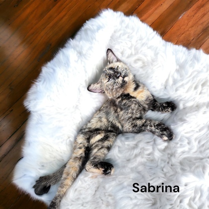 Sabrina, an adoptable Domestic Short Hair in Cumberland, MD_image-1