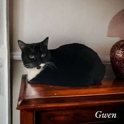 Gwen 1