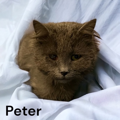 Peter, an adoptable Domestic Long Hair & Domestic Short Hair Mix in Cumberland, MD_image-1