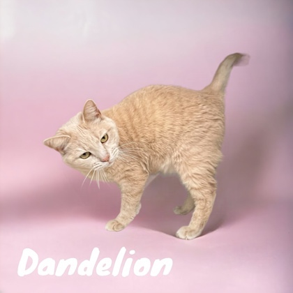 Dandelion detail page