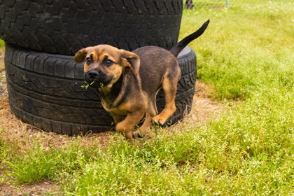Gubon, an adoptable German Shepherd Dog & Chihuahua Mix in Dahlonega, GA_image-3