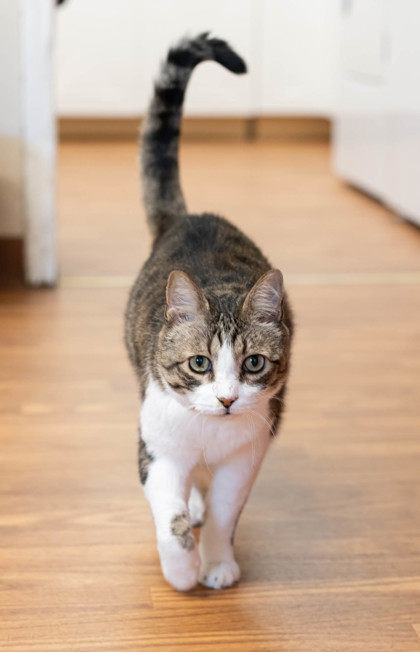 Nimue, an adoptable American Shorthair, Domestic Short Hair in Dahlonega, GA, 30533 | Photo Image 1