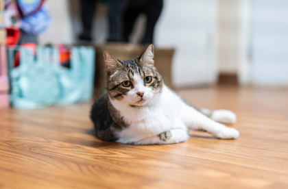 Nimue, an adoptable American Shorthair, Domestic Short Hair in Dahlonega, GA, 30533 | Photo Image 2