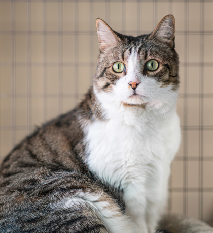 Nimue, an adoptable American Shorthair, Domestic Short Hair in Dahlonega, GA, 30533 | Photo Image 3