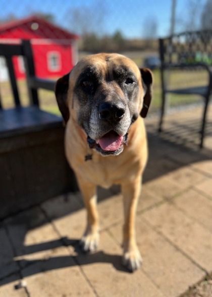 Penelope, an adoptable Mastiff in Dahlonega, GA_image-3